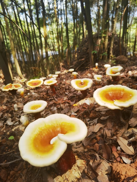 广林供应链集团-广林供应链集团